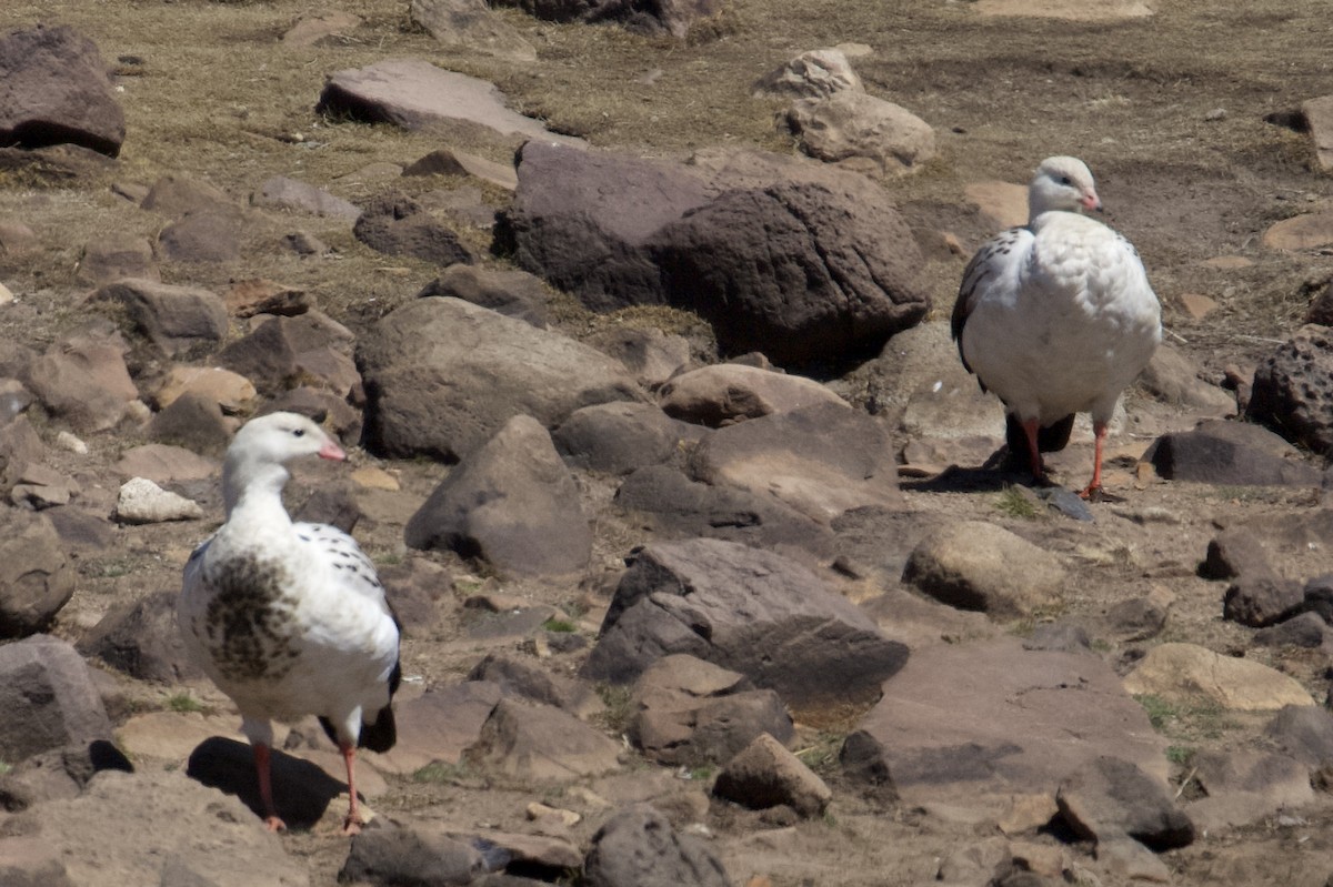 Andean Goose - ML616702258