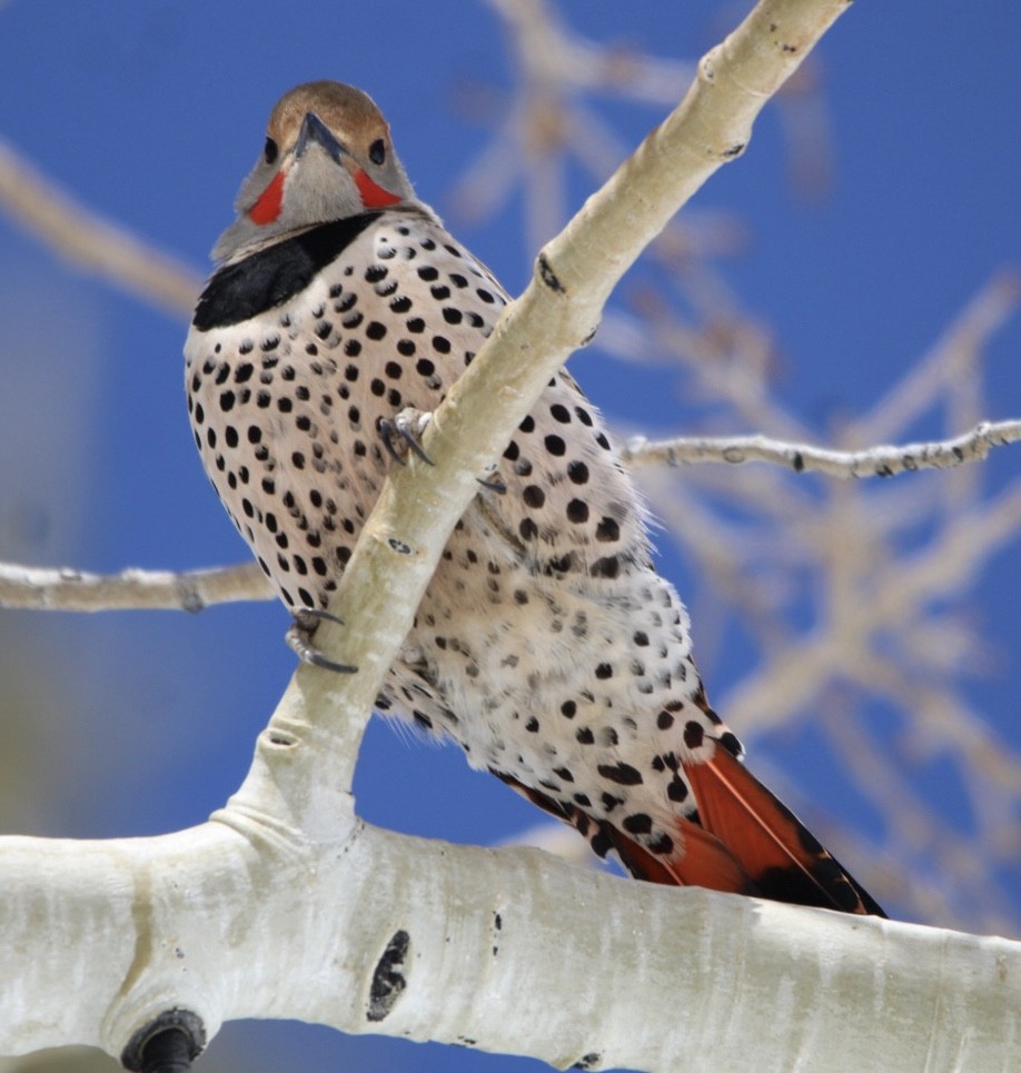 Northern Flicker (Red-shafted) - ML616702264