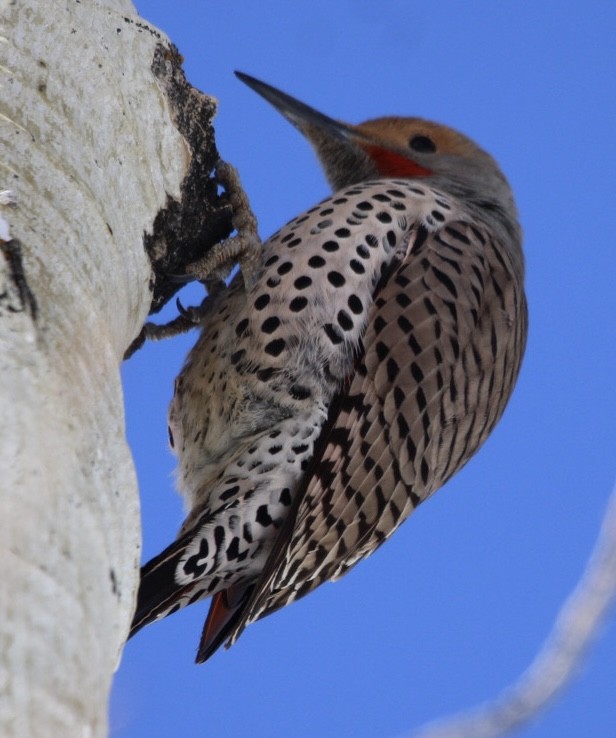 Northern Flicker (Red-shafted) - ML616702265