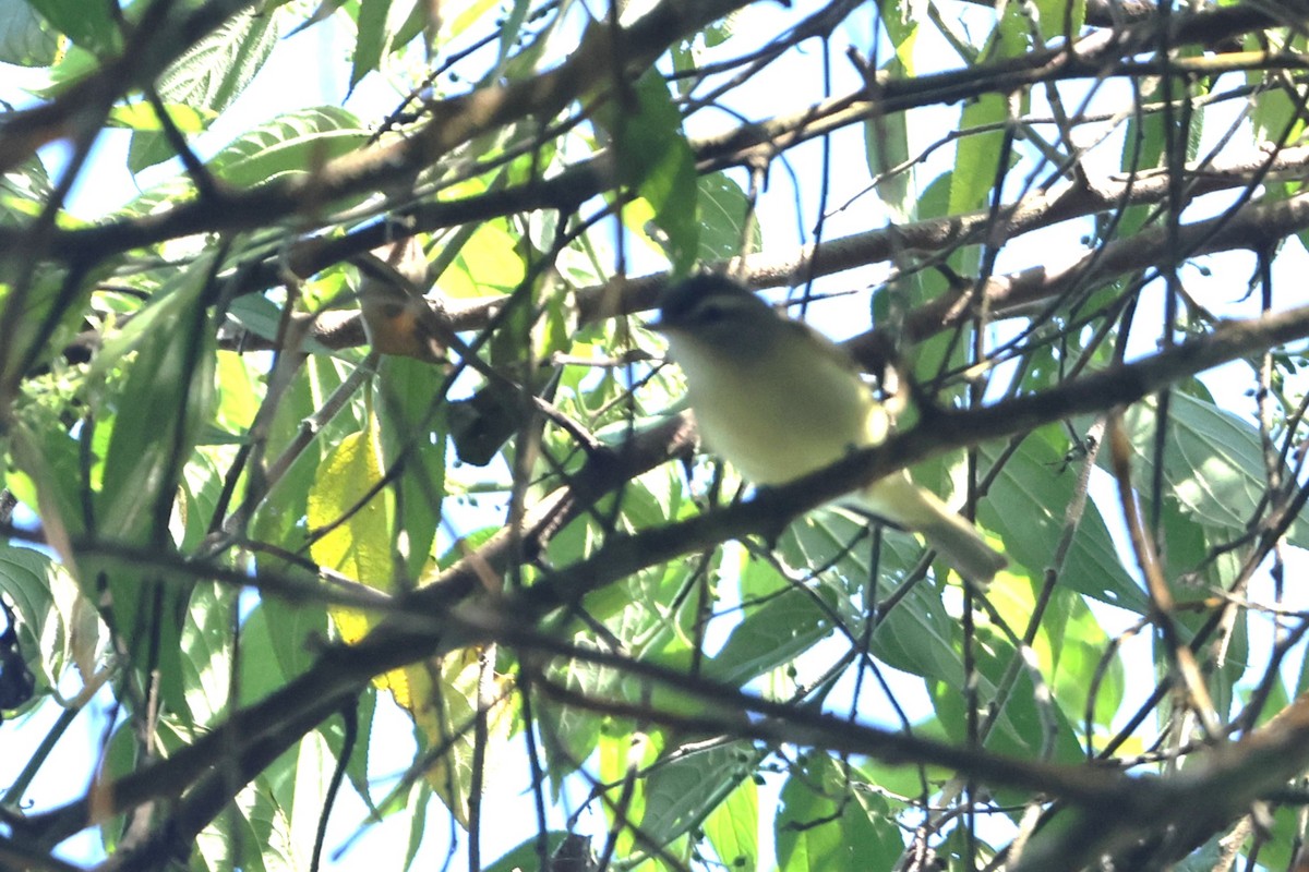 Brown-capped Vireo - Brad Benter