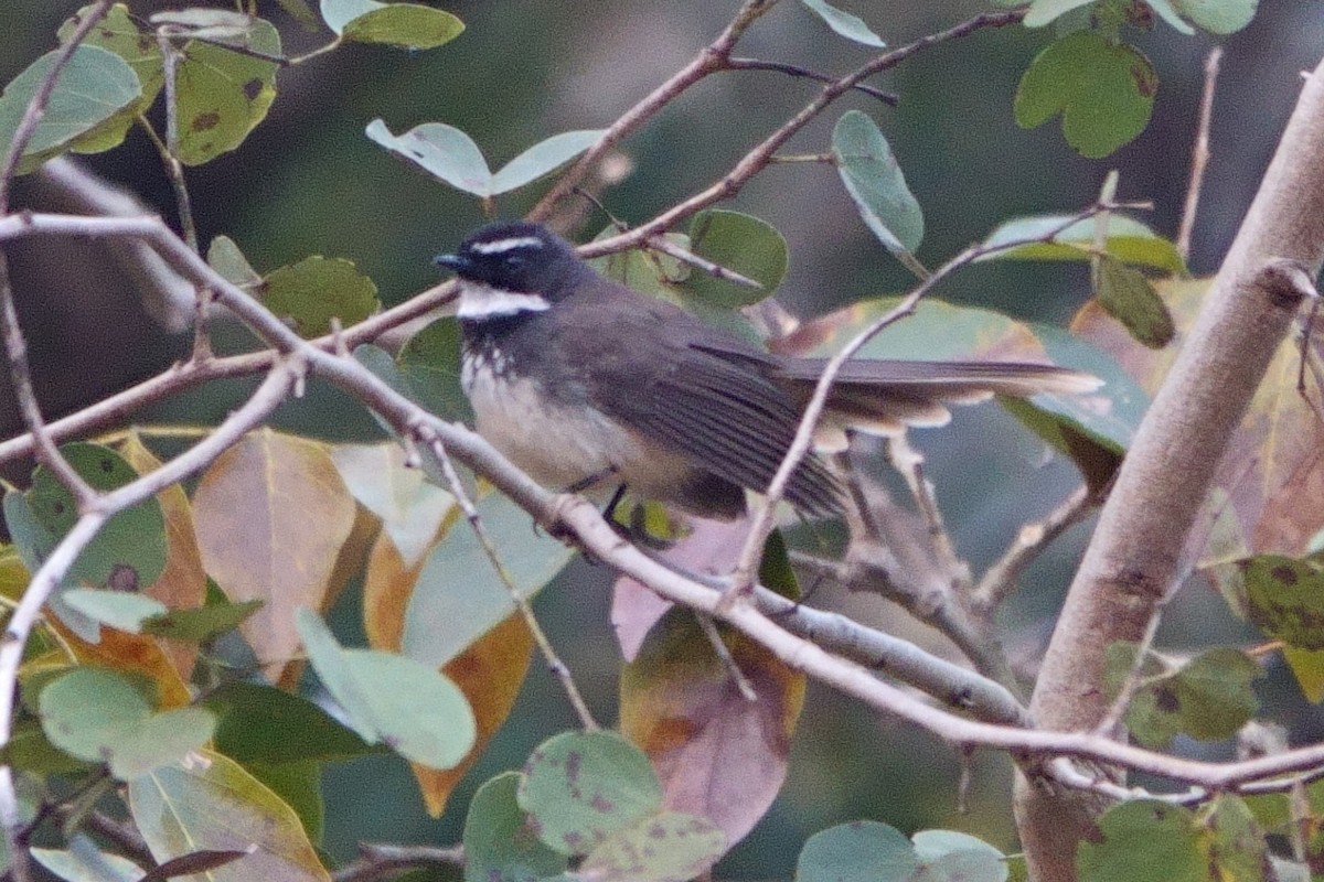 Spot-breasted Fantail - ML616702271