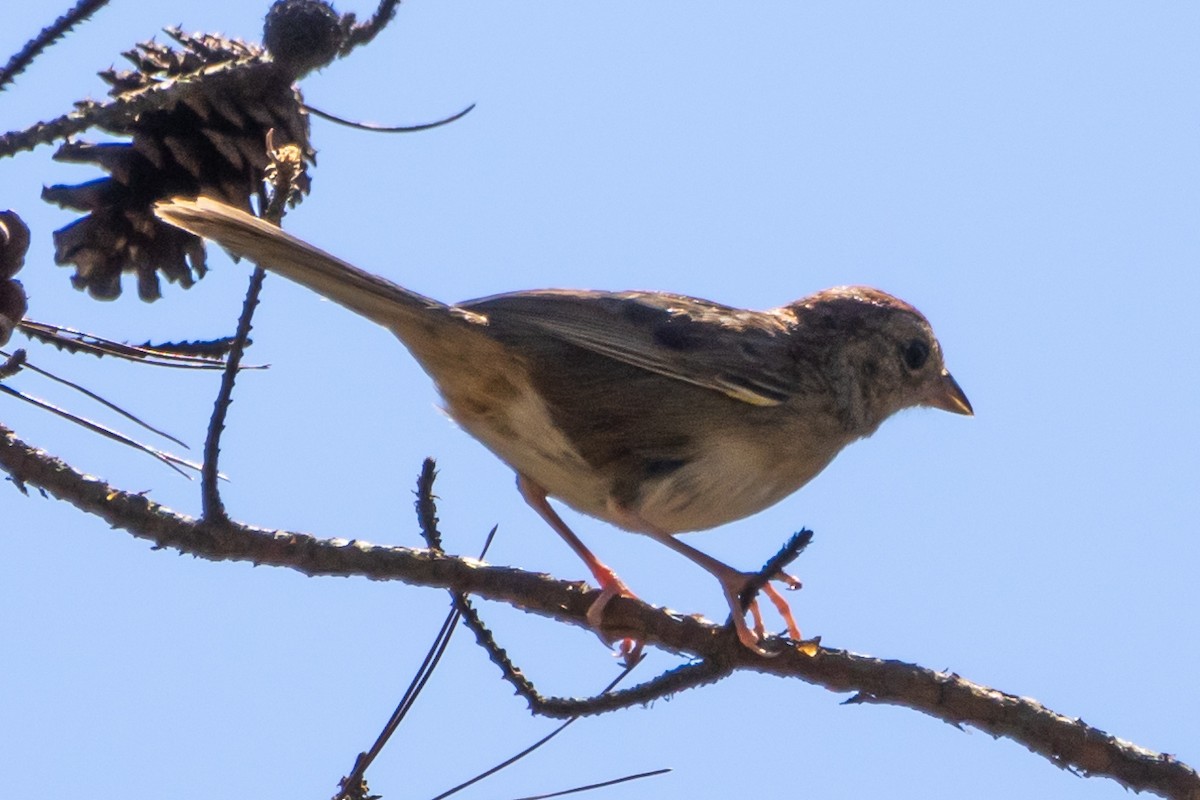 Bachman's Sparrow - ML616702284