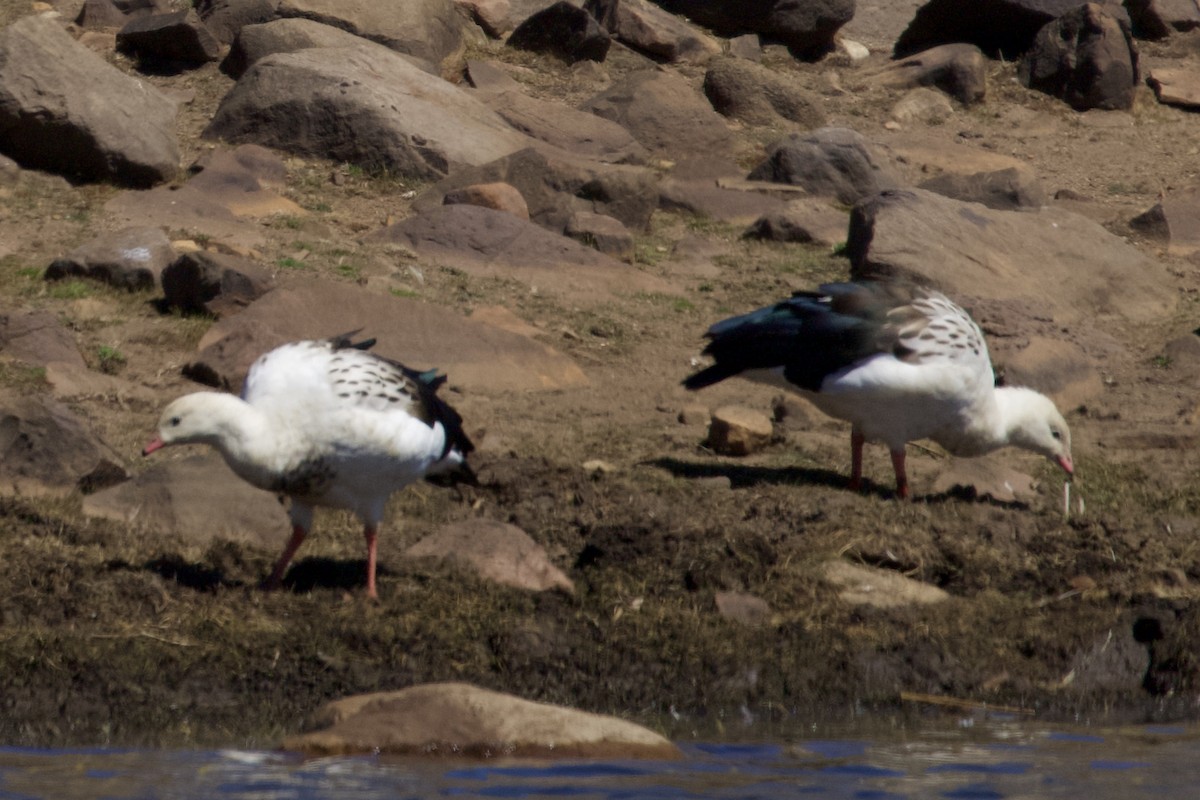 Andean Goose - ML616702321