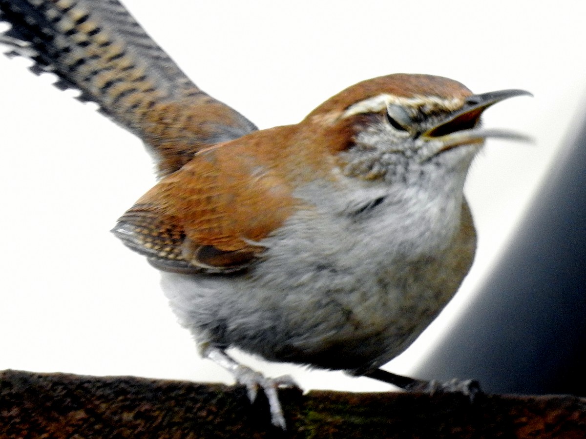 Bewick's Wren - Keith Brink