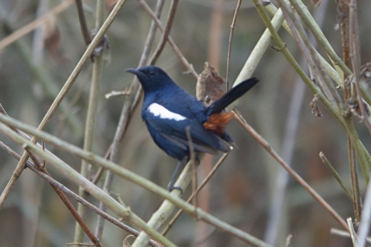 Indian Robin - ML616702339