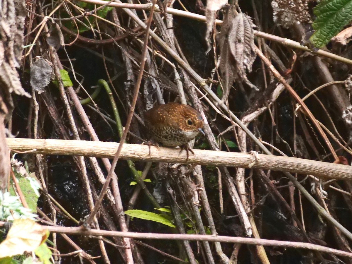 Scaly-breasted Cupwing (Himalayan) - ML616702390