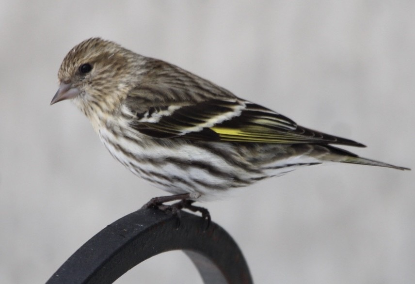 Pine Siskin - Charles Carn