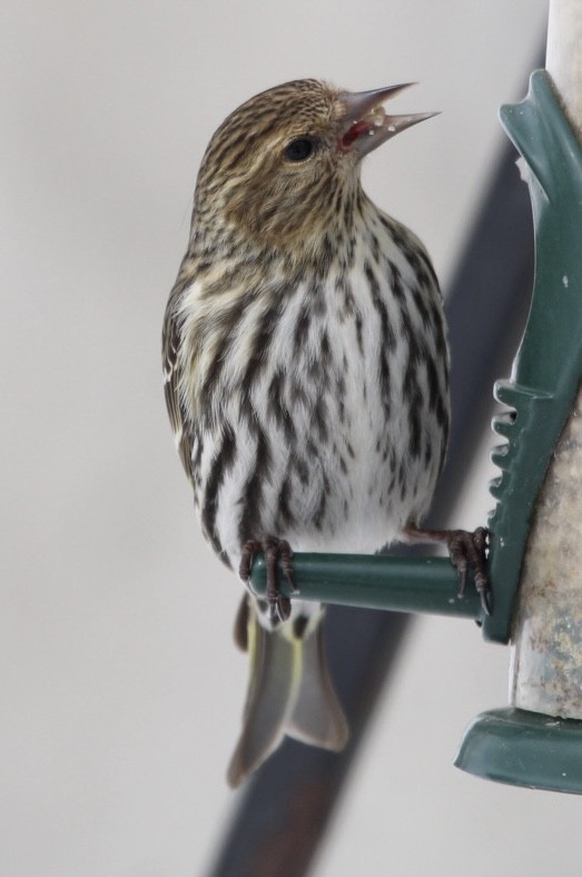 Pine Siskin - ML616702402