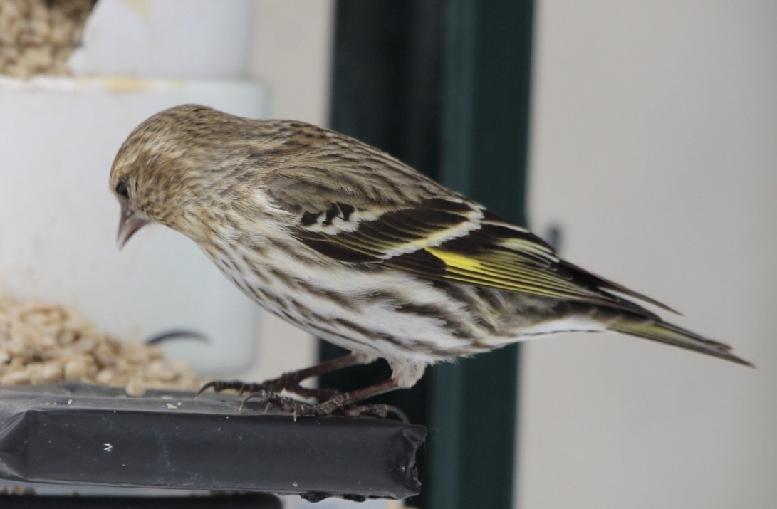 Pine Siskin - Charles Carn