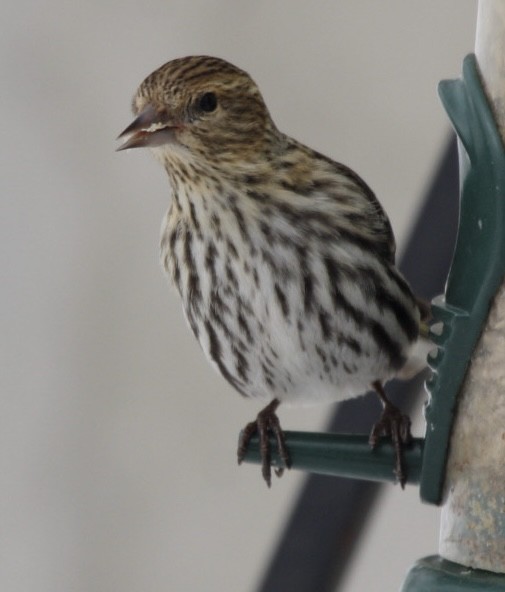 Pine Siskin - ML616702404