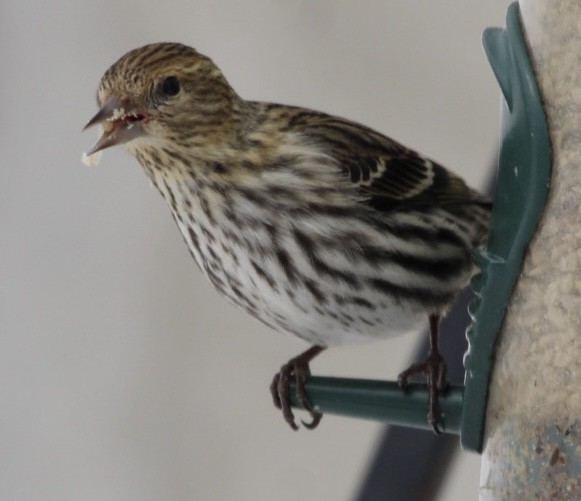 Pine Siskin - ML616702405