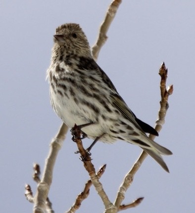 Pine Siskin - ML616702406