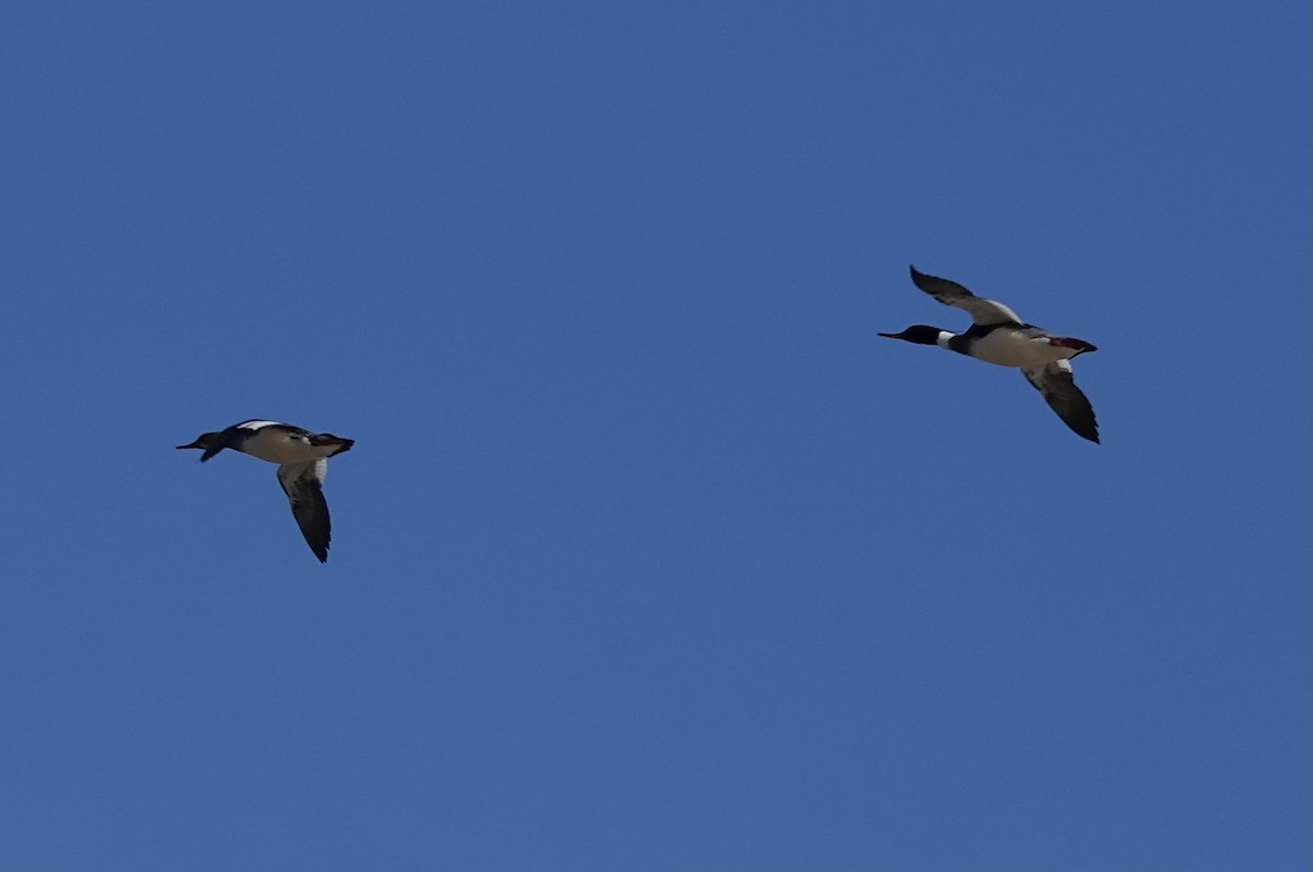 Red-breasted Merganser - L&J Meyer