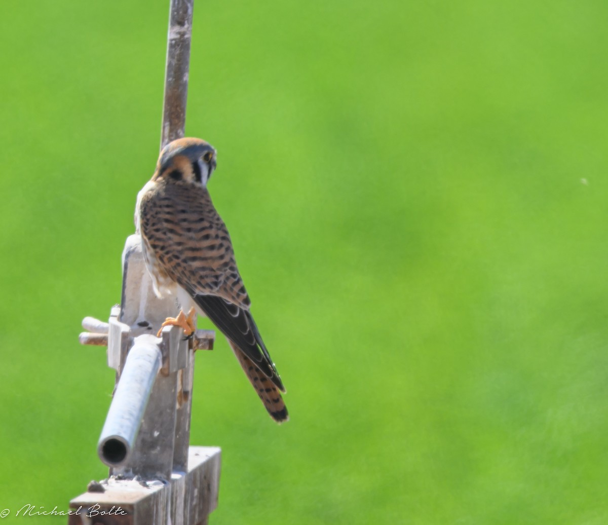 American Kestrel - ML616702423