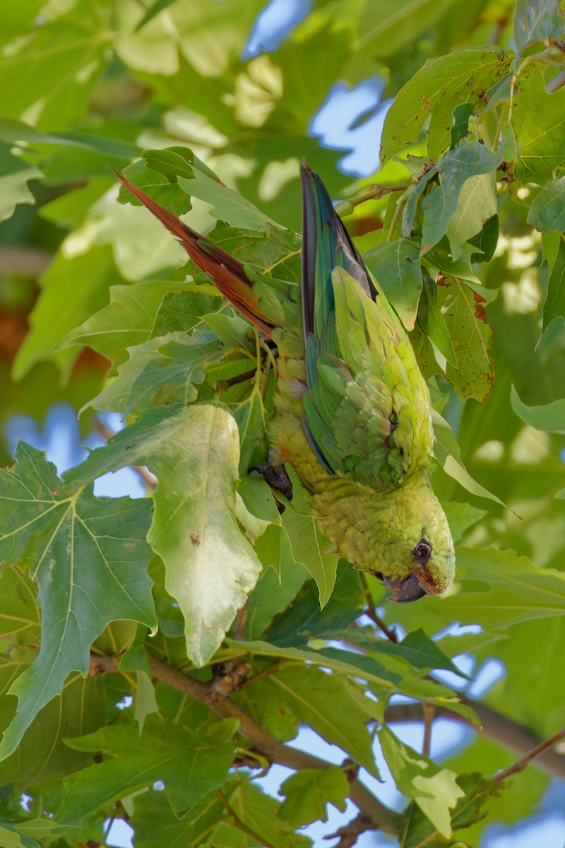 Austral Parakeet - ML616702449