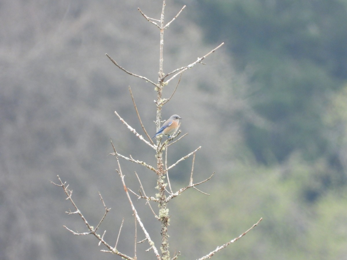 Western Bluebird - ML616702473