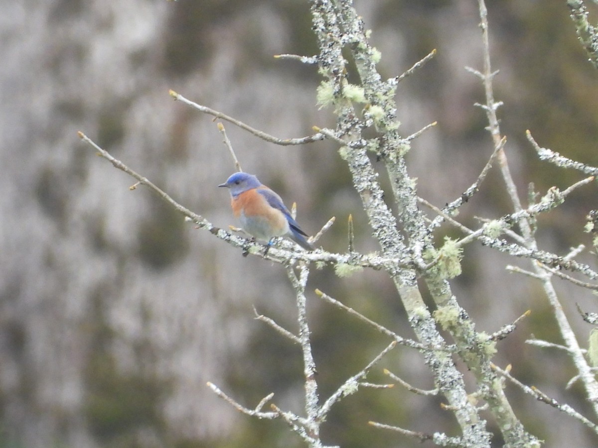 Blaukehl-Hüttensänger - ML616702474