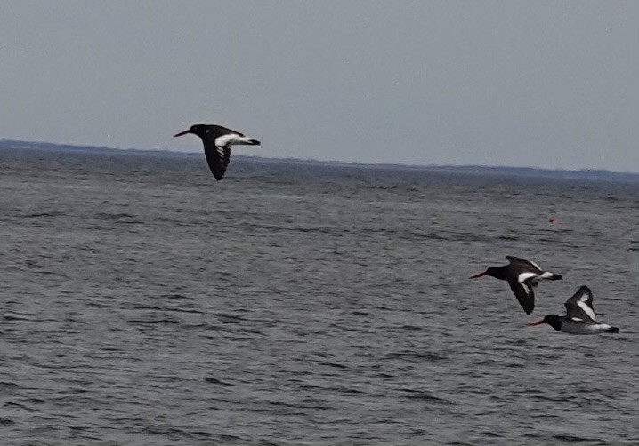 American Oystercatcher - L&J Meyer