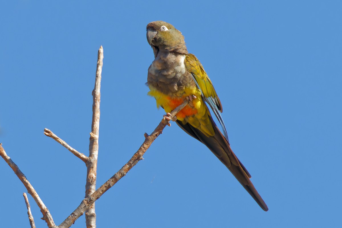 Burrowing Parakeet (Chilean) - Robert Doster