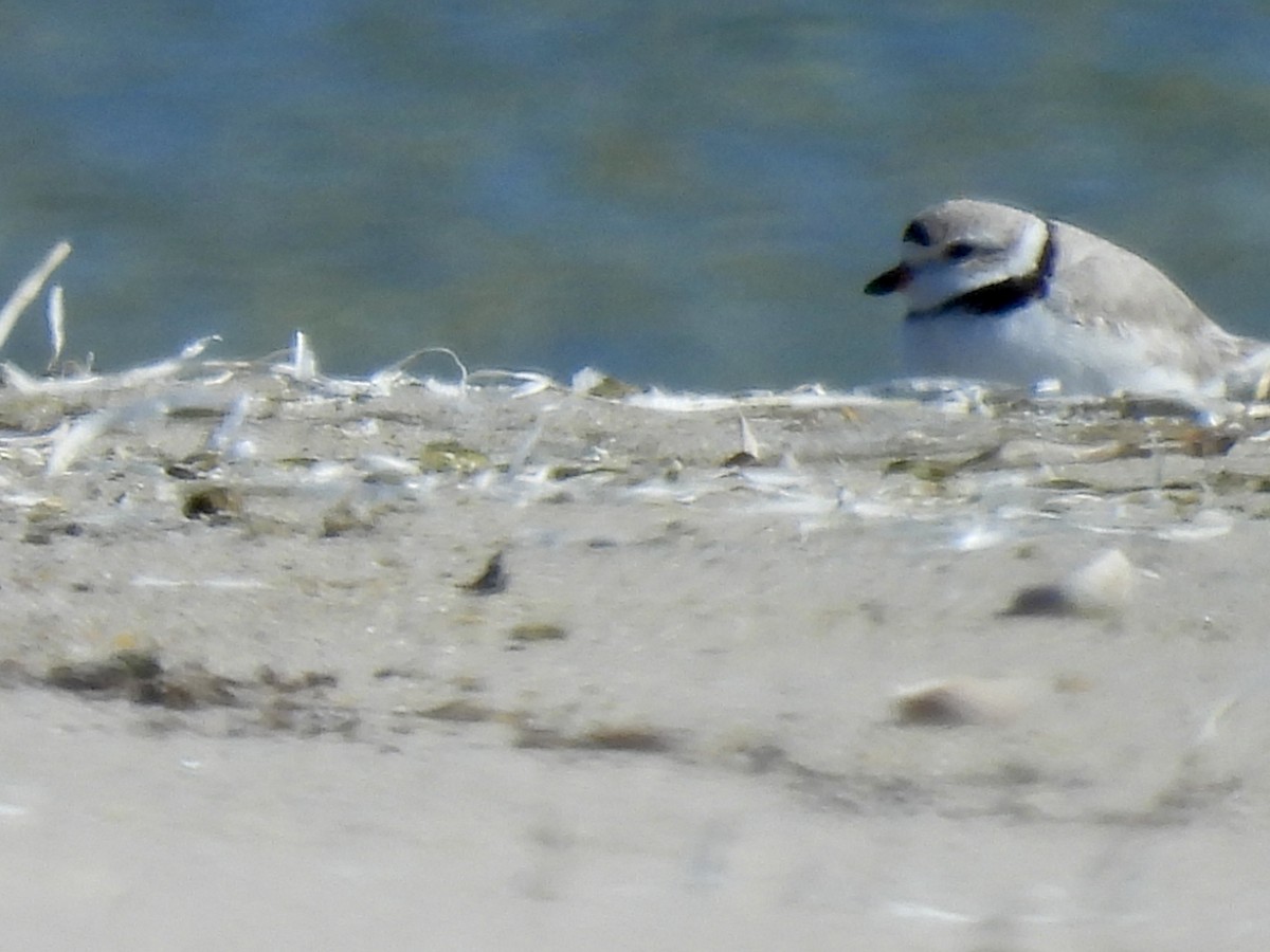 Piping Plover - ML616702511