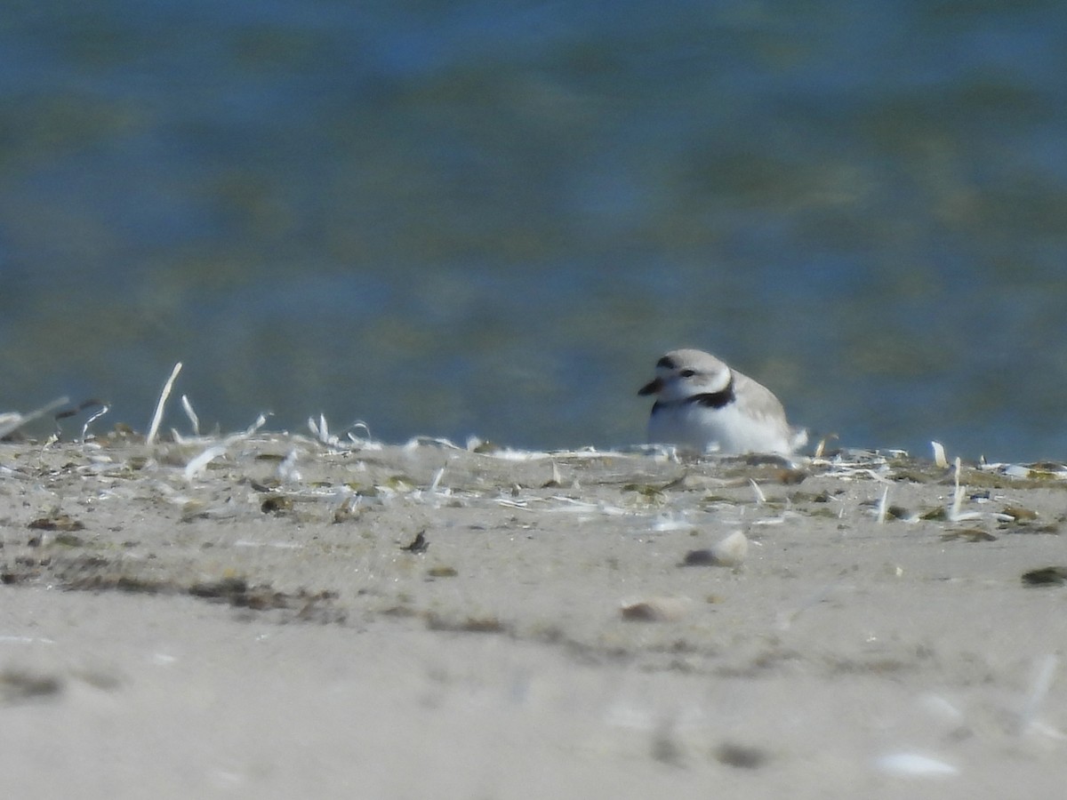 Piping Plover - ML616702514