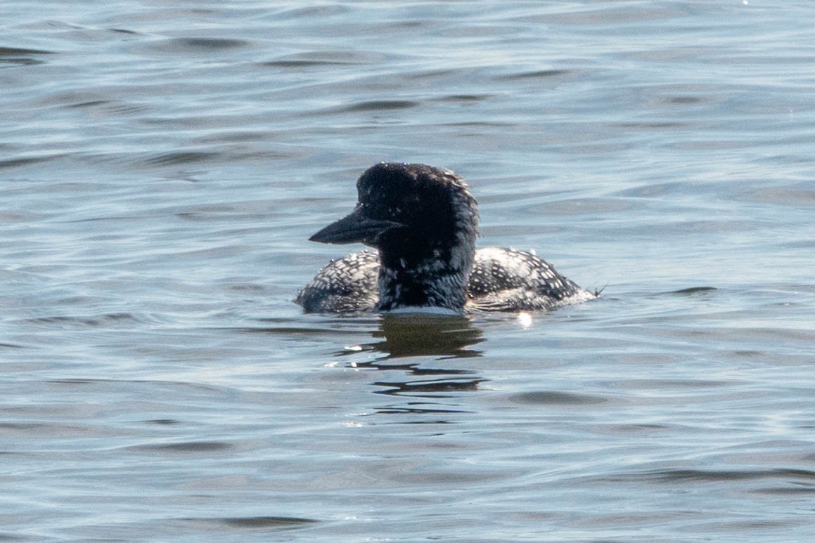 Common Loon - ML616702516