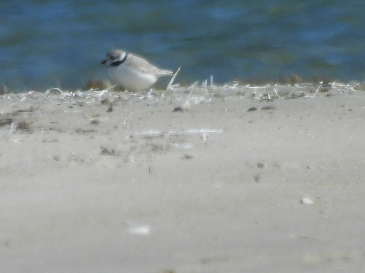 Piping Plover - ML616702529