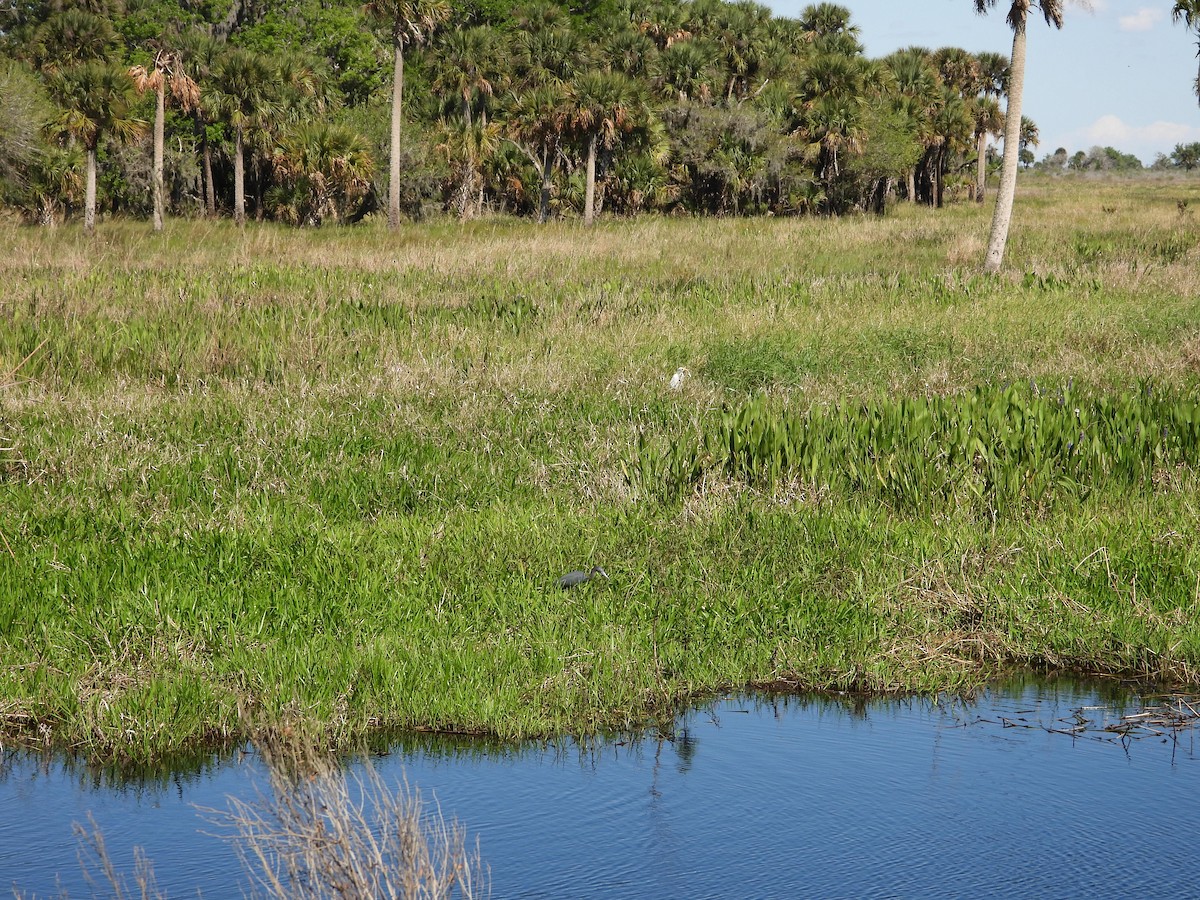 Little Blue Heron - ML616702565