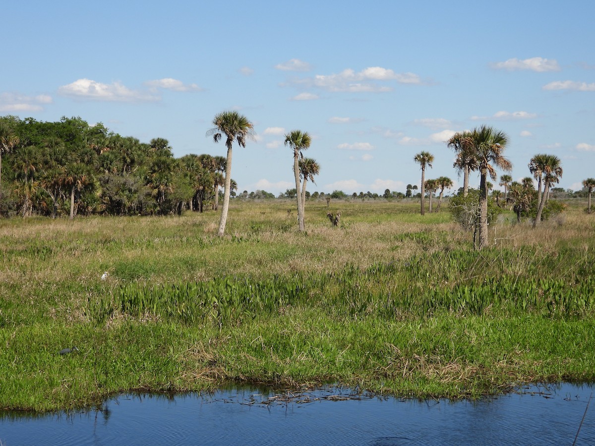 Little Blue Heron - ML616702567