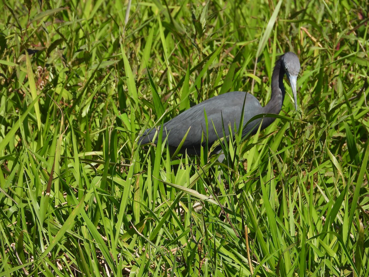 Little Blue Heron - ML616702568