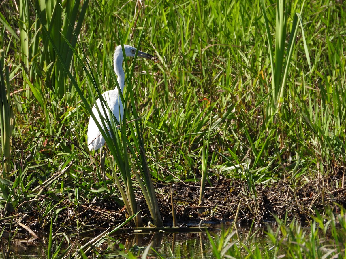 Little Blue Heron - ML616702569