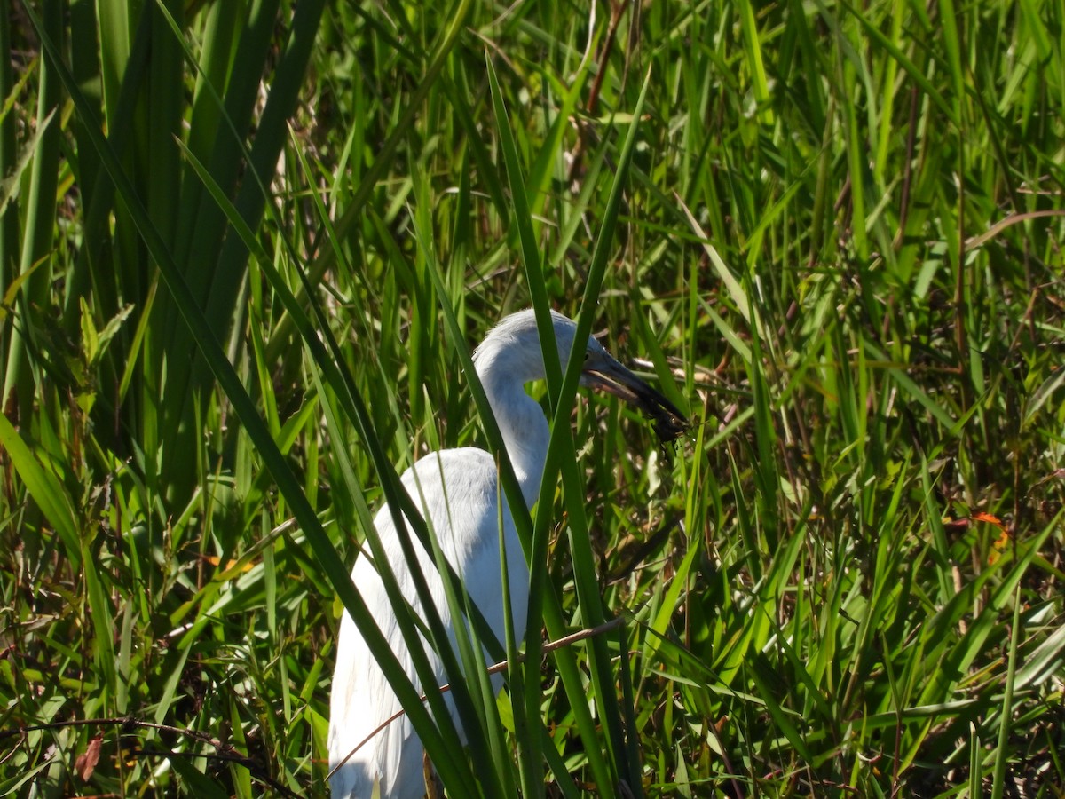 Little Blue Heron - ML616702570