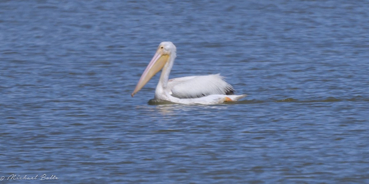 pelikán severoamerický - ML616702574