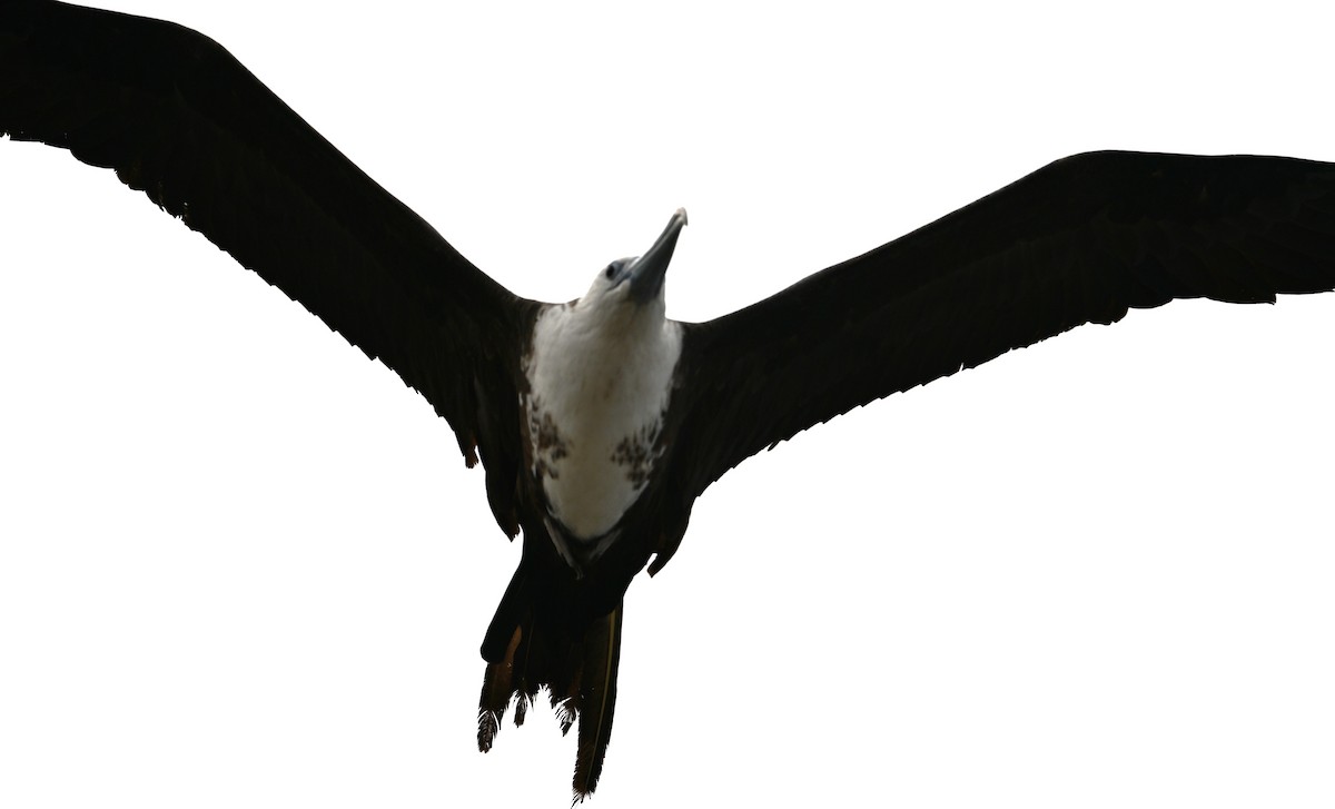 Magnificent Frigatebird - Wayne Wauligman