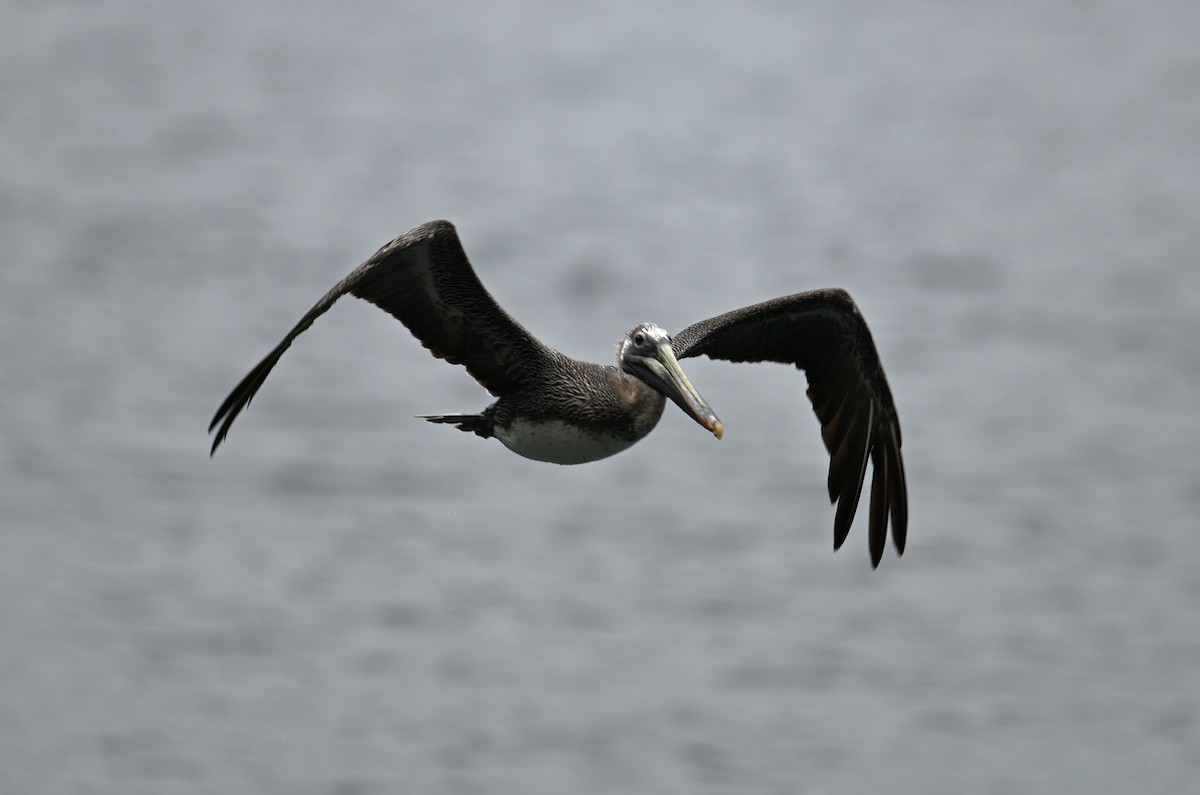 pelikán hnědý - ML616702594