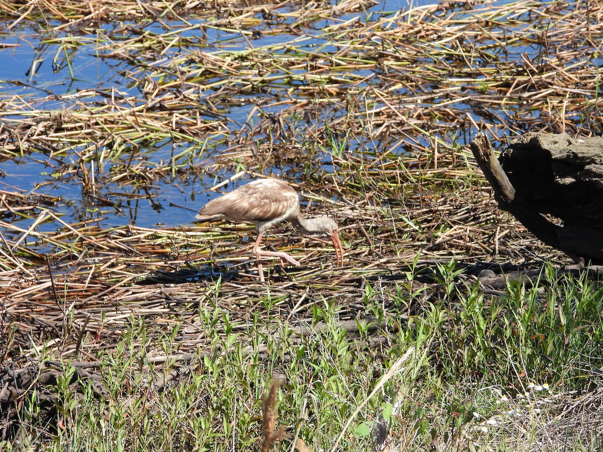 White Ibis - Maura Powers