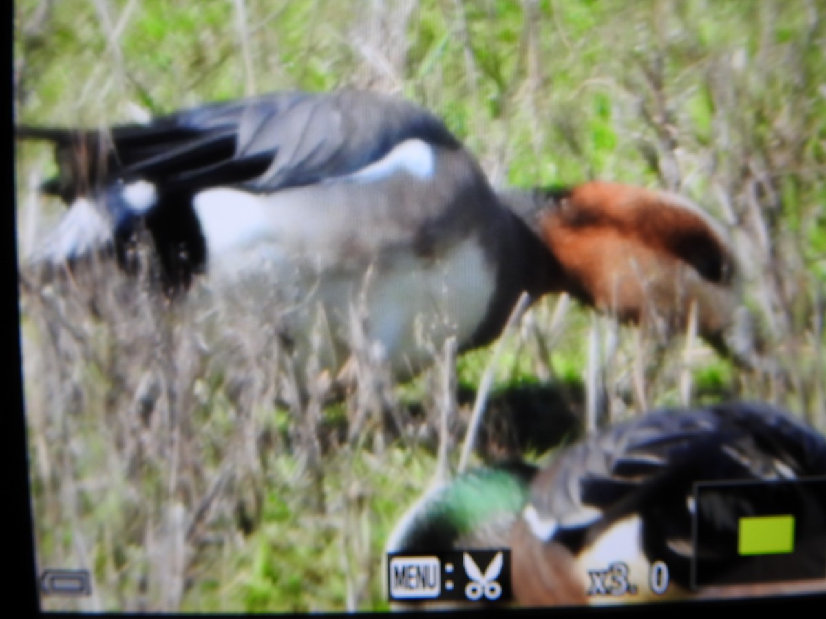 Eurasian Wigeon - ML616702613