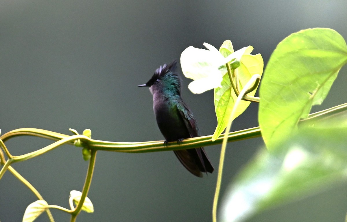 Colibrí Crestado - ML616702645