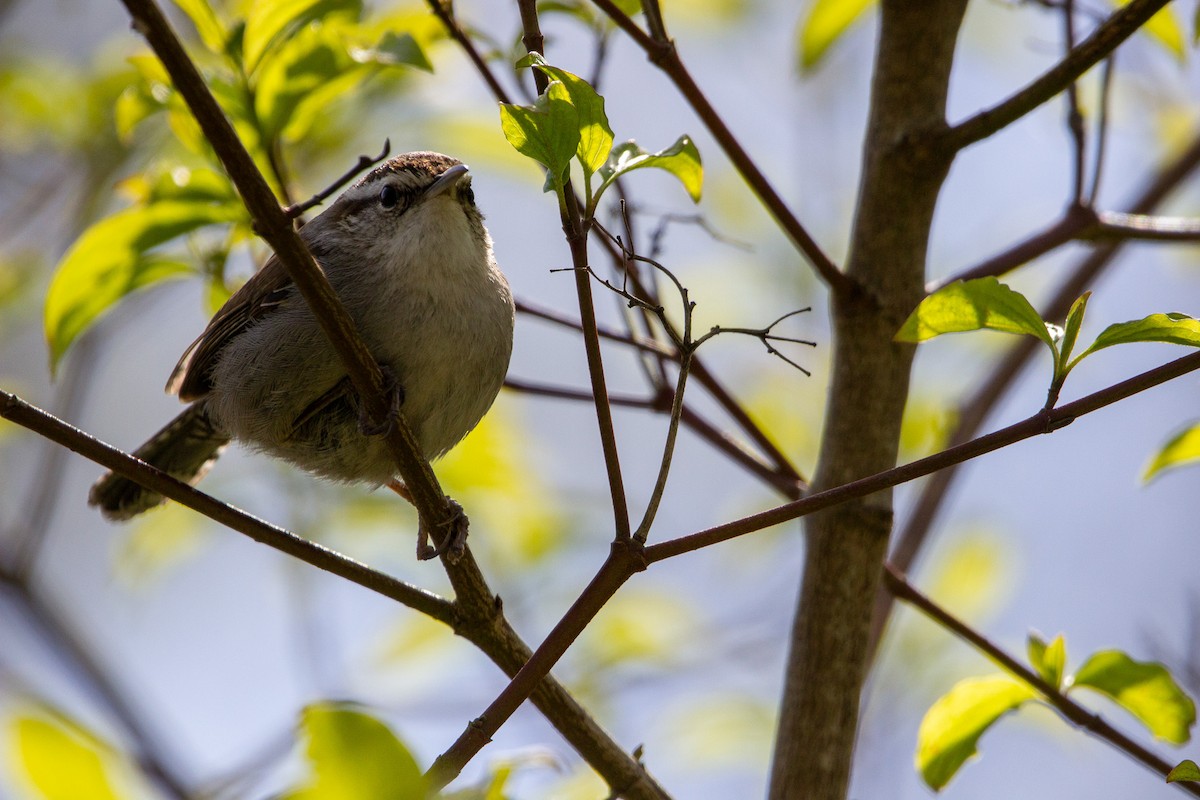 Bewick's Wren - ML616702726