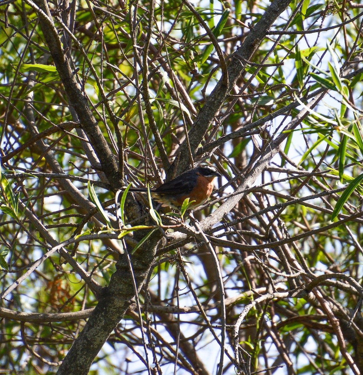 Black-and-rufous Warbling Finch - ML616702728