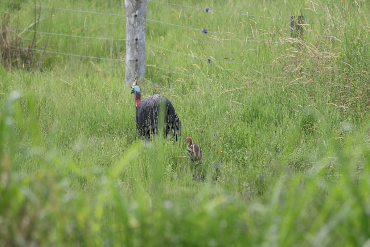 Southern Cassowary - Jeff Larson