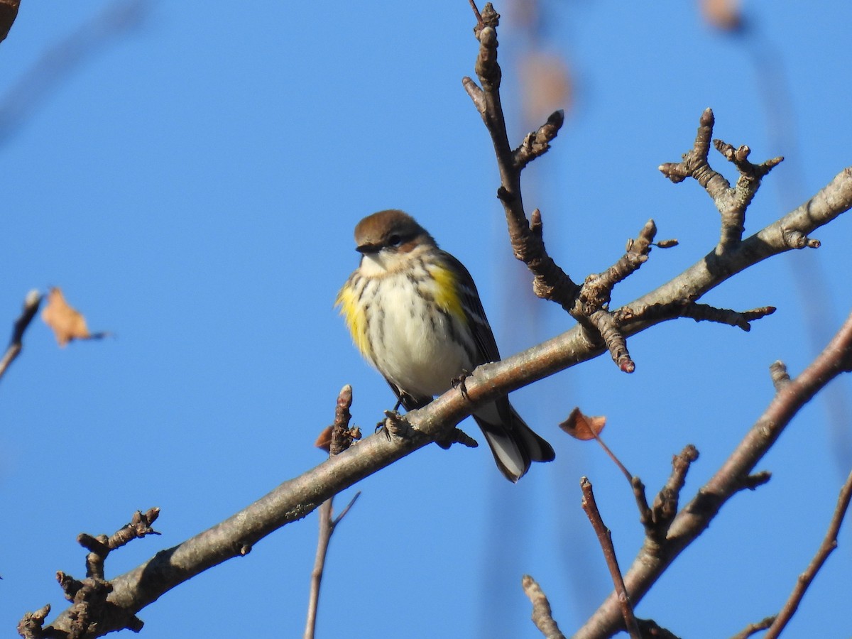 Yellow-rumped Warbler - ML616702734