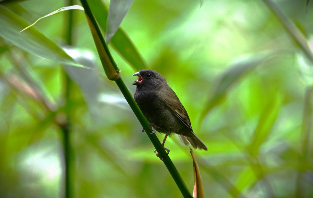 Black-faced Grassquit - Wayne Wauligman