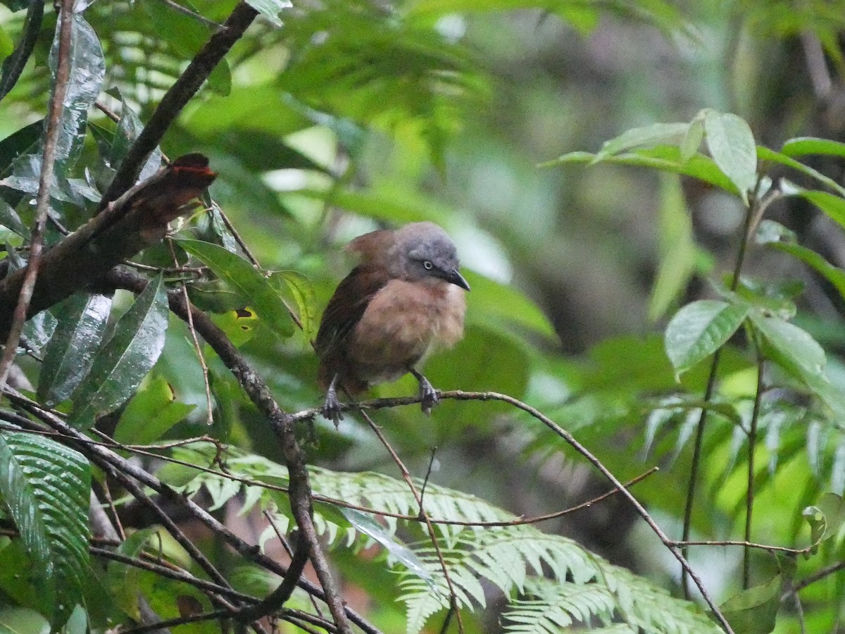 Ashy-headed Laughingthrush - ML616702767