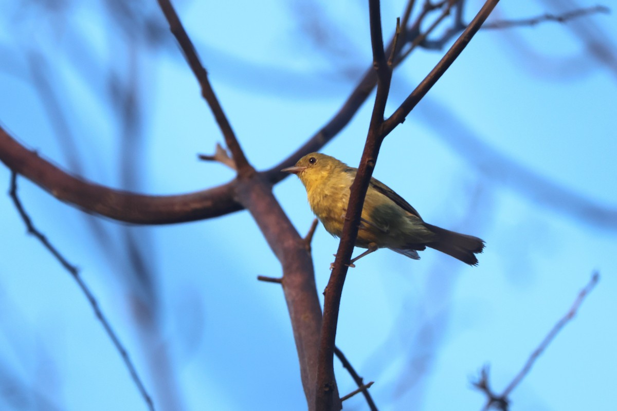 Bicolored Conebill - Brad Benter