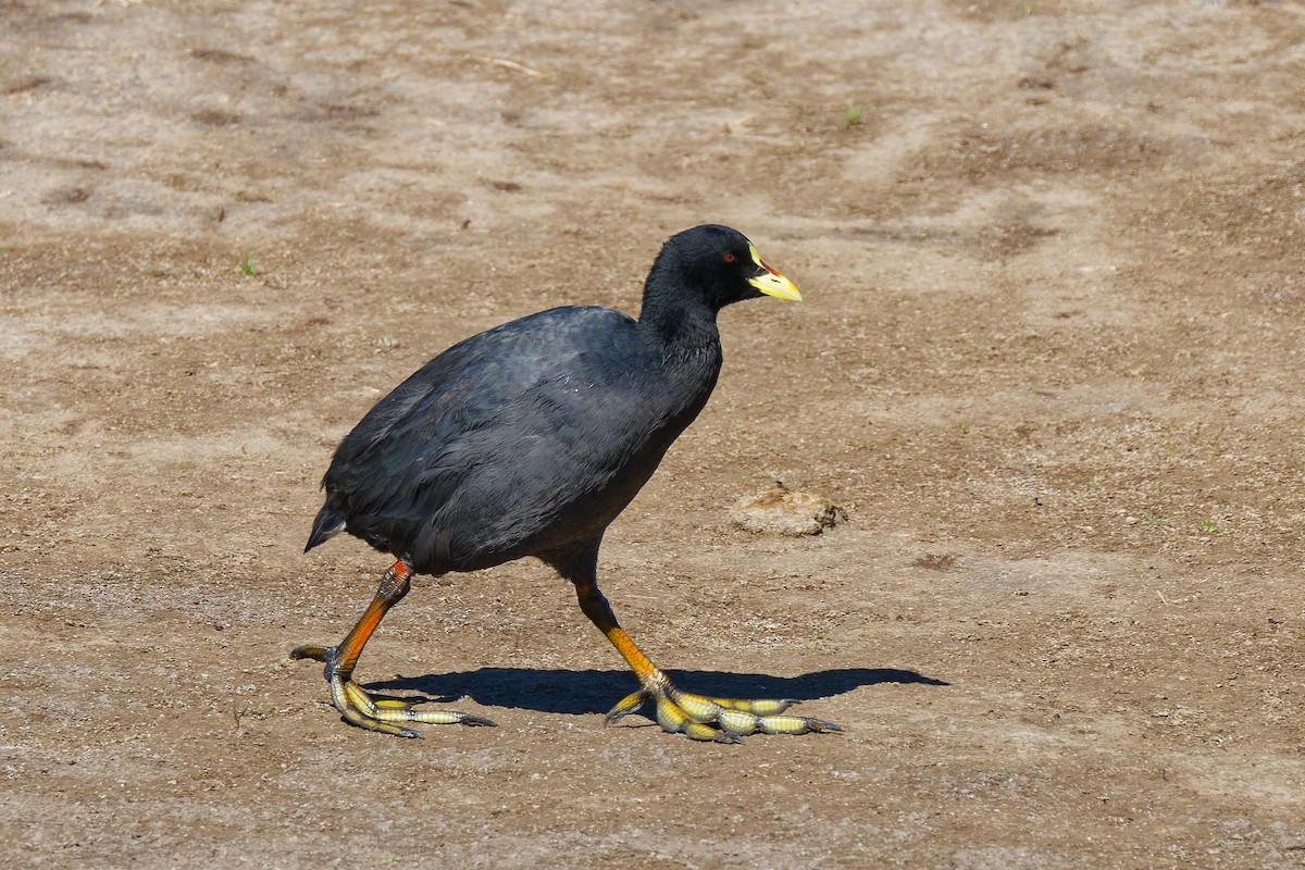 Red-gartered Coot - Robert Doster