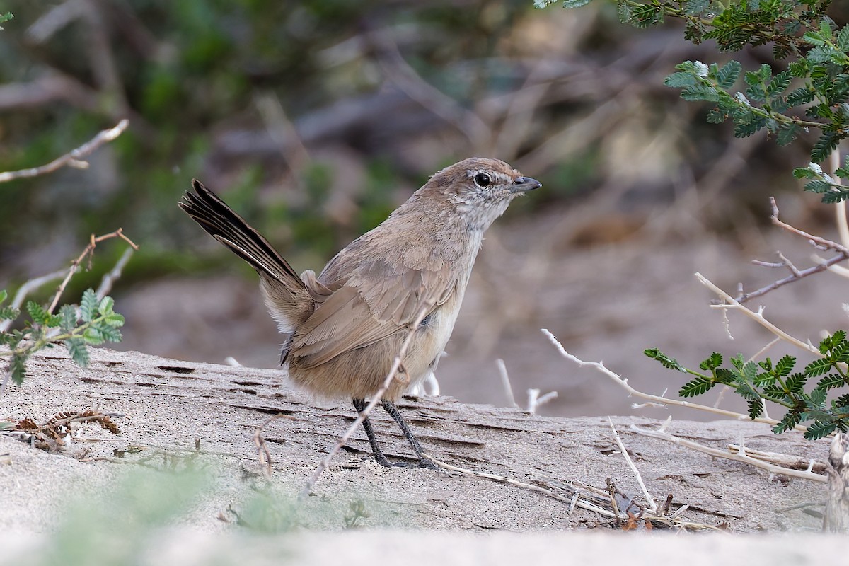 Fahltapaculo - ML616702834