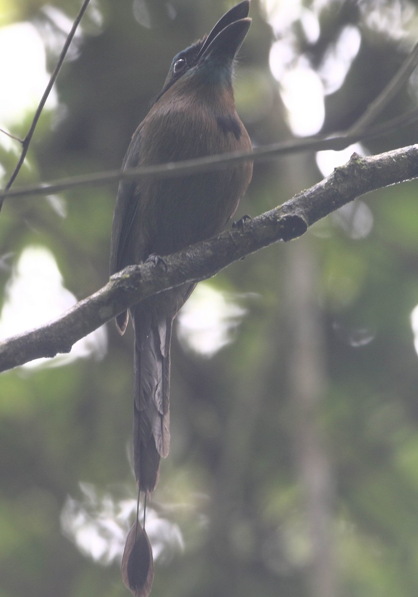 Keel-billed Motmot - Roger Higbee