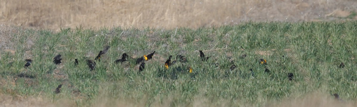 Yellow-headed Blackbird - ML616702845