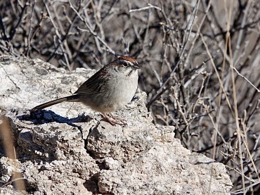 Rufous-crowned Sparrow - ML616702851